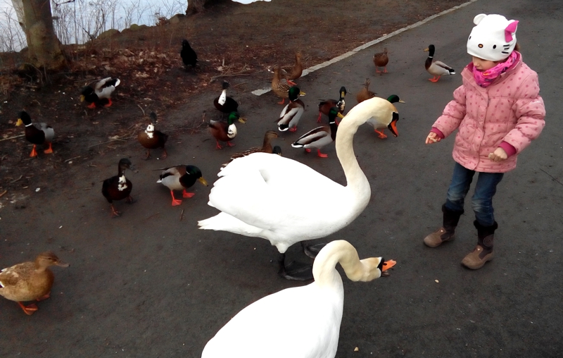 Mila füttert Schwäne und Enten.